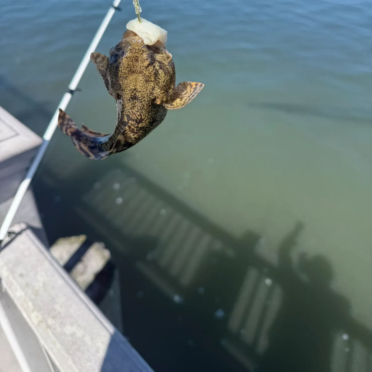 The most recent Reticulated pufferfish catches on Fishbrain