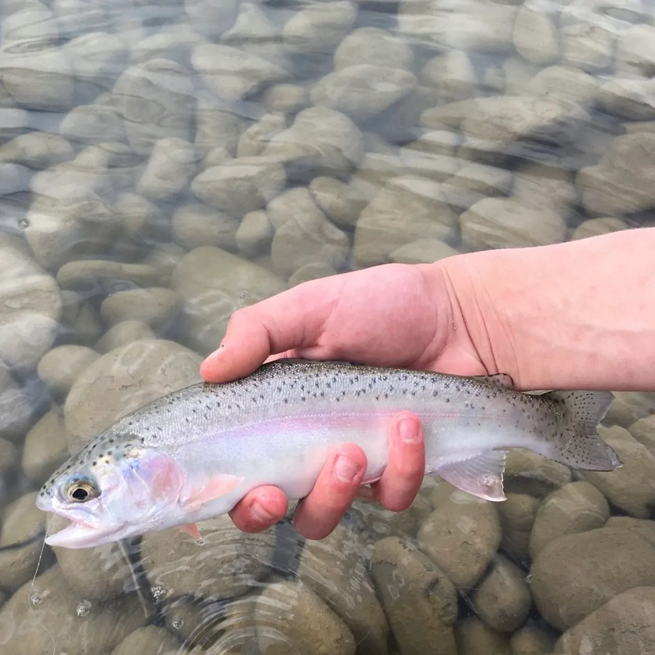 The most recent Rainbow trout catches on Fishbrain