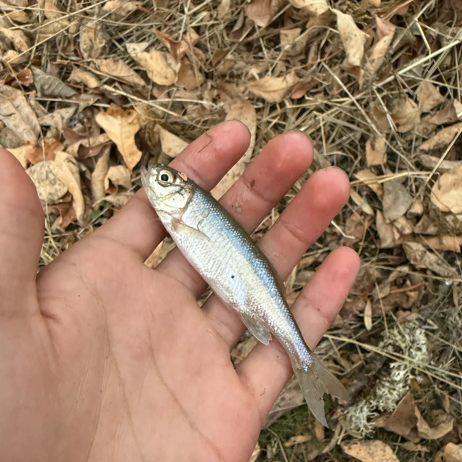 Mountain whitefish caught on Fishbrain