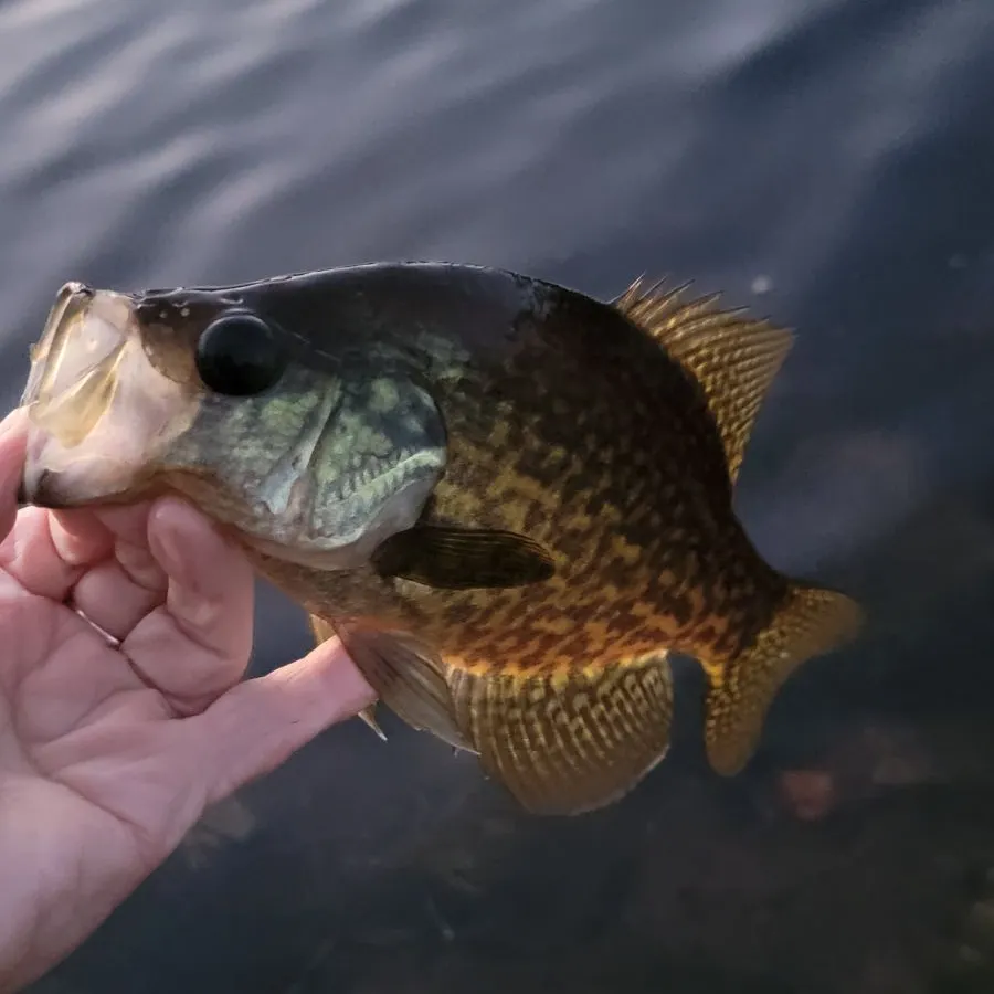 Black crappie caught on Fishbrain