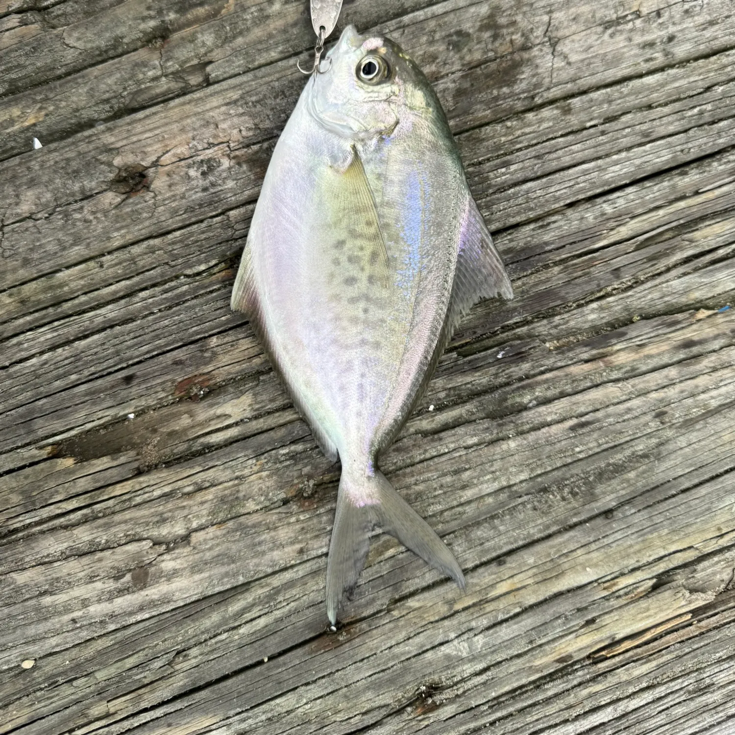 American butterfish caught on Fishbrain