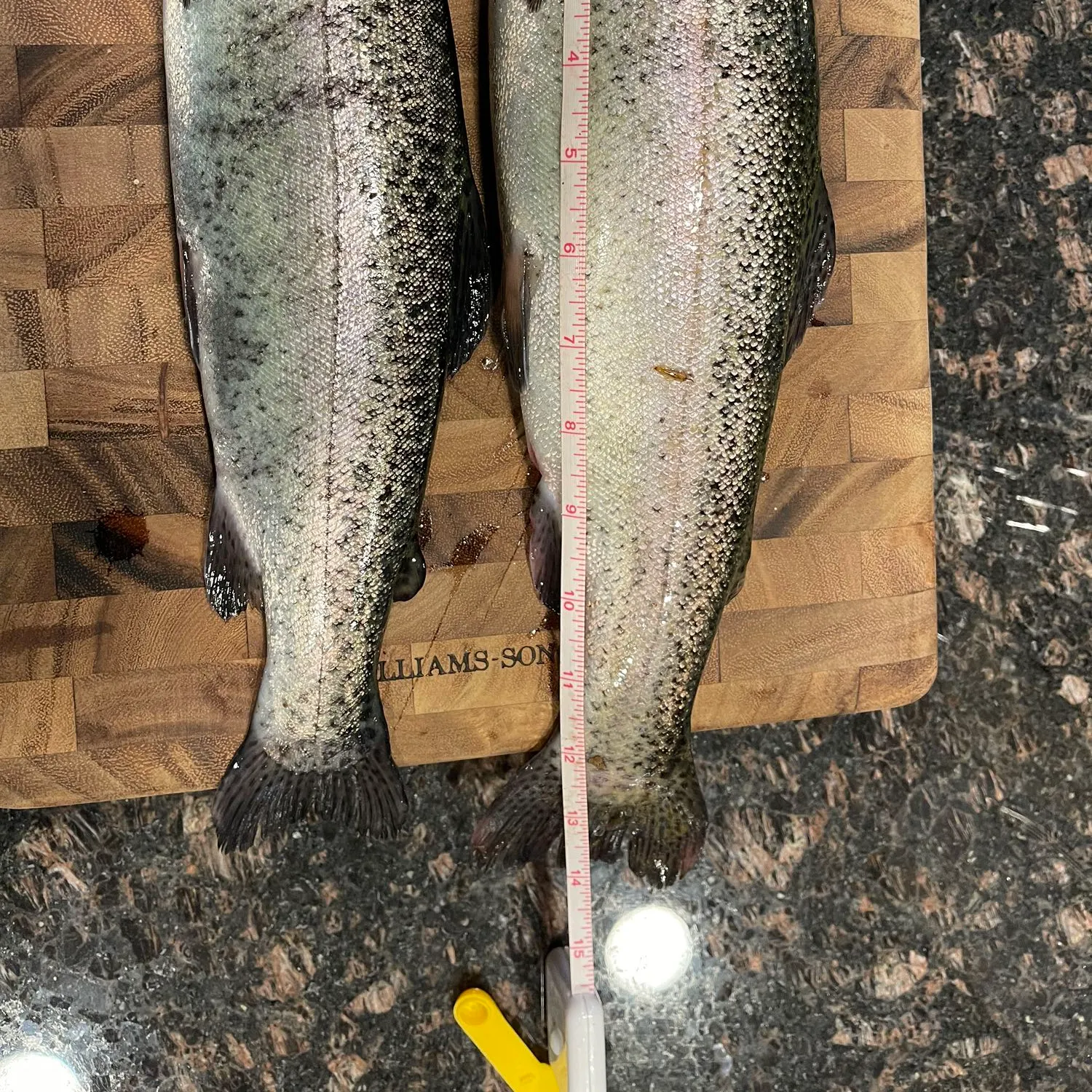 recently logged catches