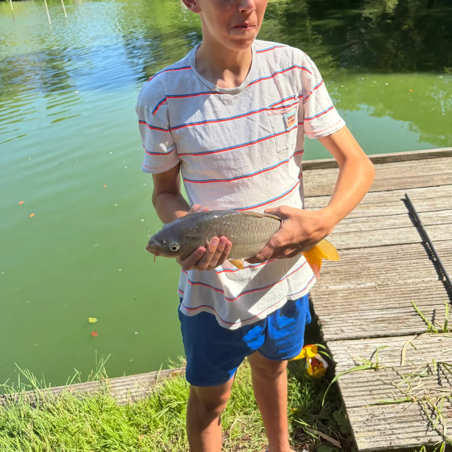 Common carp caught on Fishbrain