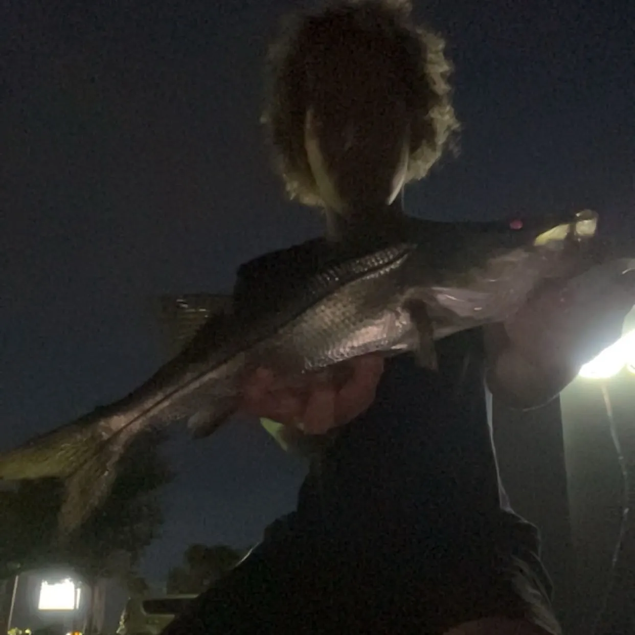 Common snook caught on Fishbrain