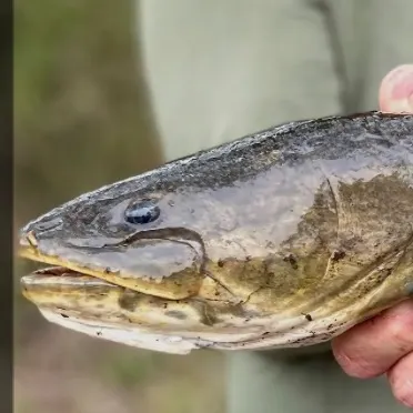 The most recent Eyetail bowfin catches on Fishbrain