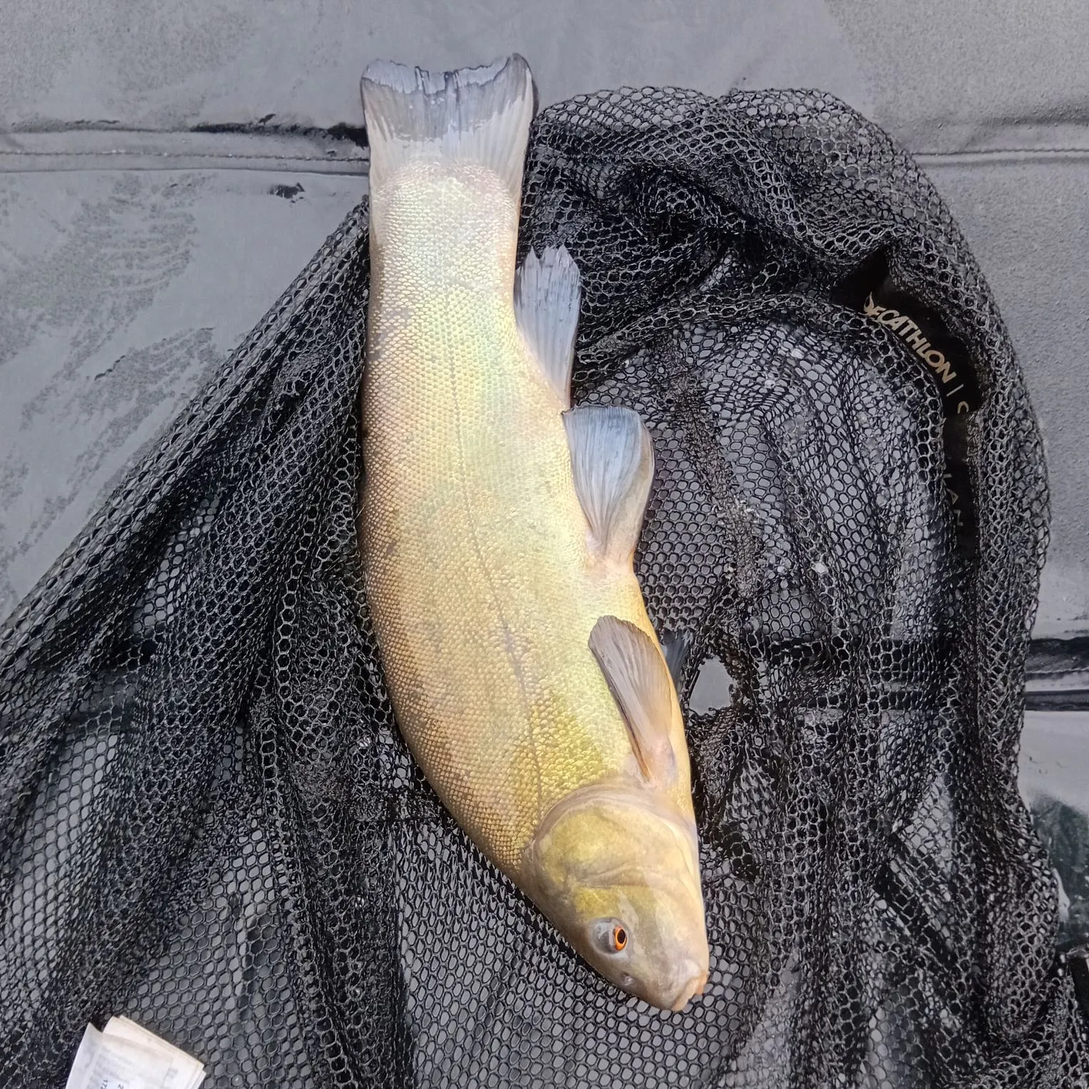 Tench caught on Fishbrain