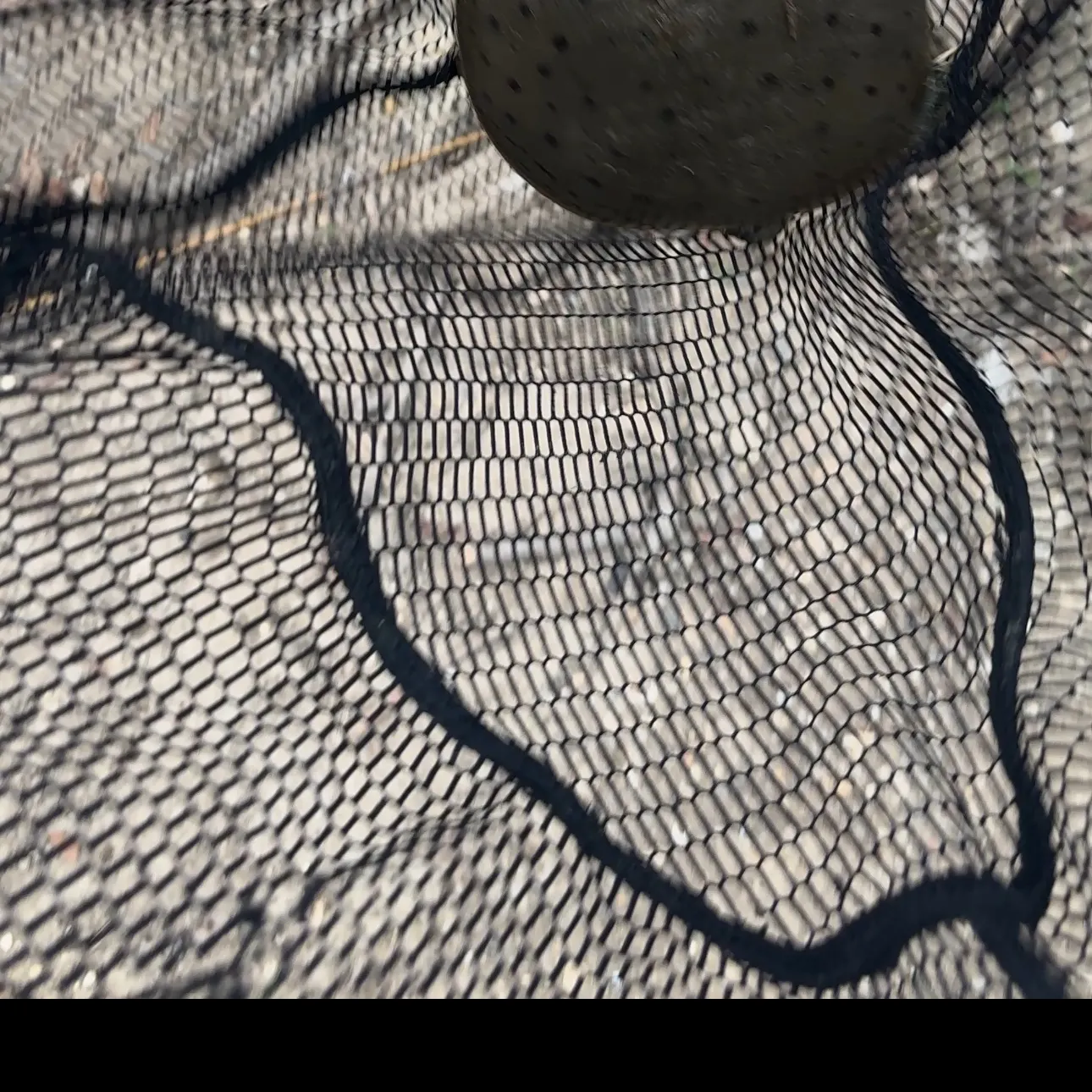 The most recent Smooth softshell turtle catches on Fishbrain