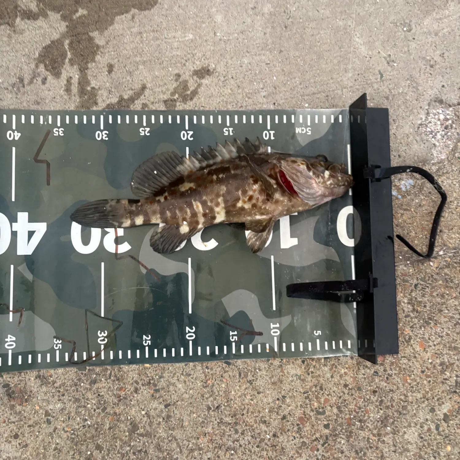 Orange-spotted grouper caught on Fishbrain