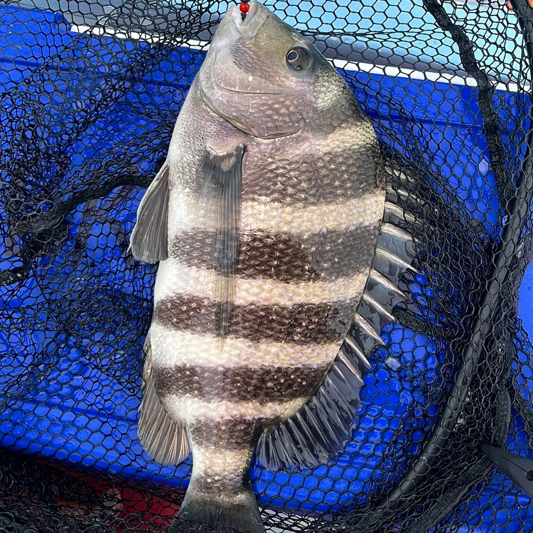 The most recent Sheepshead catches on Fishbrain
