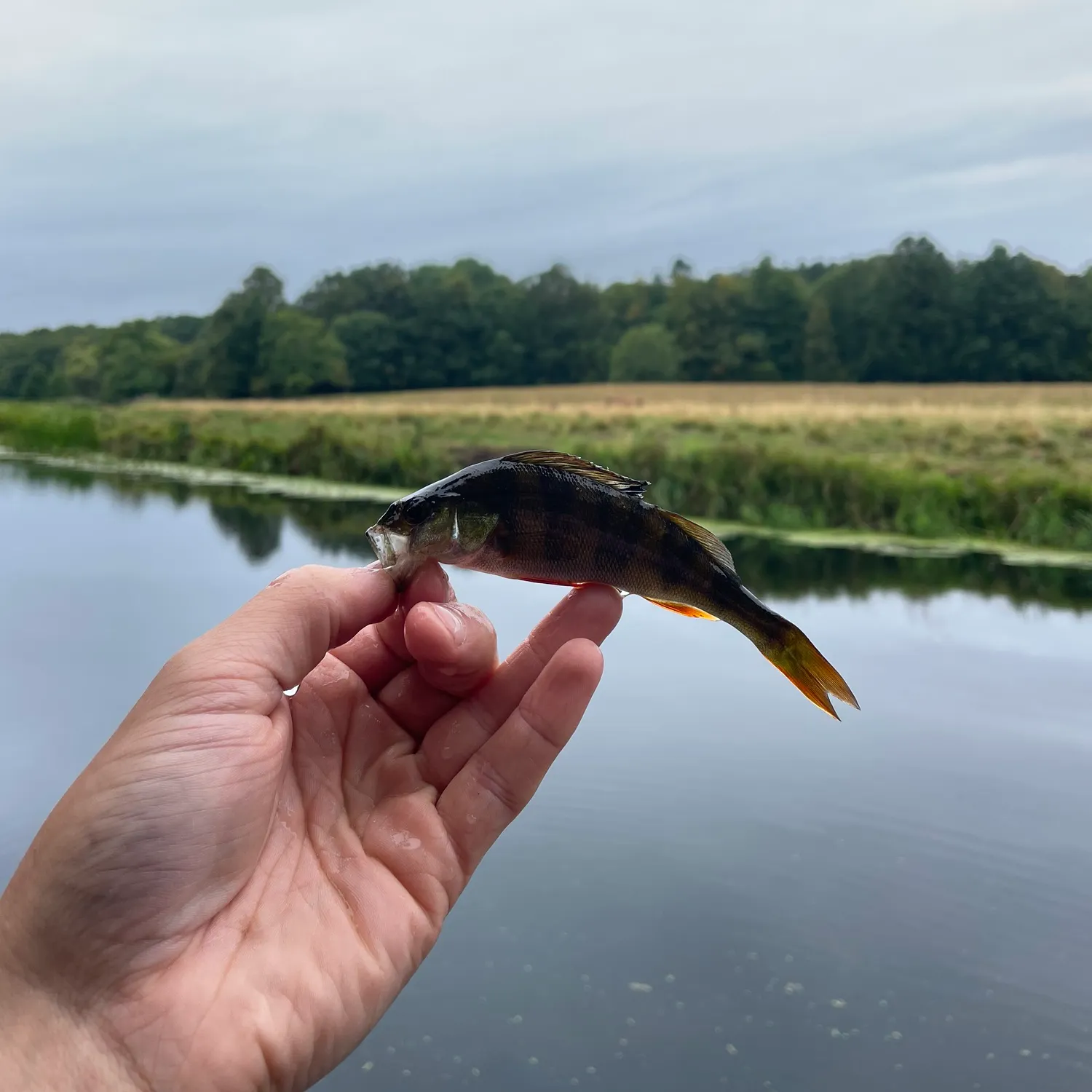 European perch caught on Fishbrain