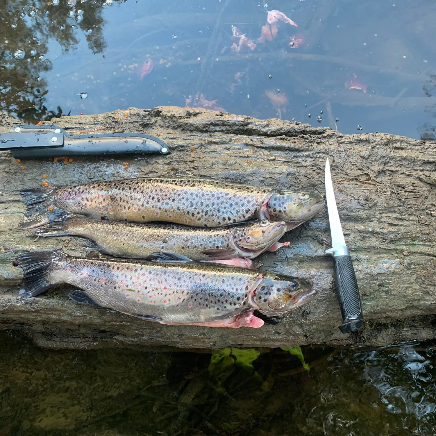 recently logged catches