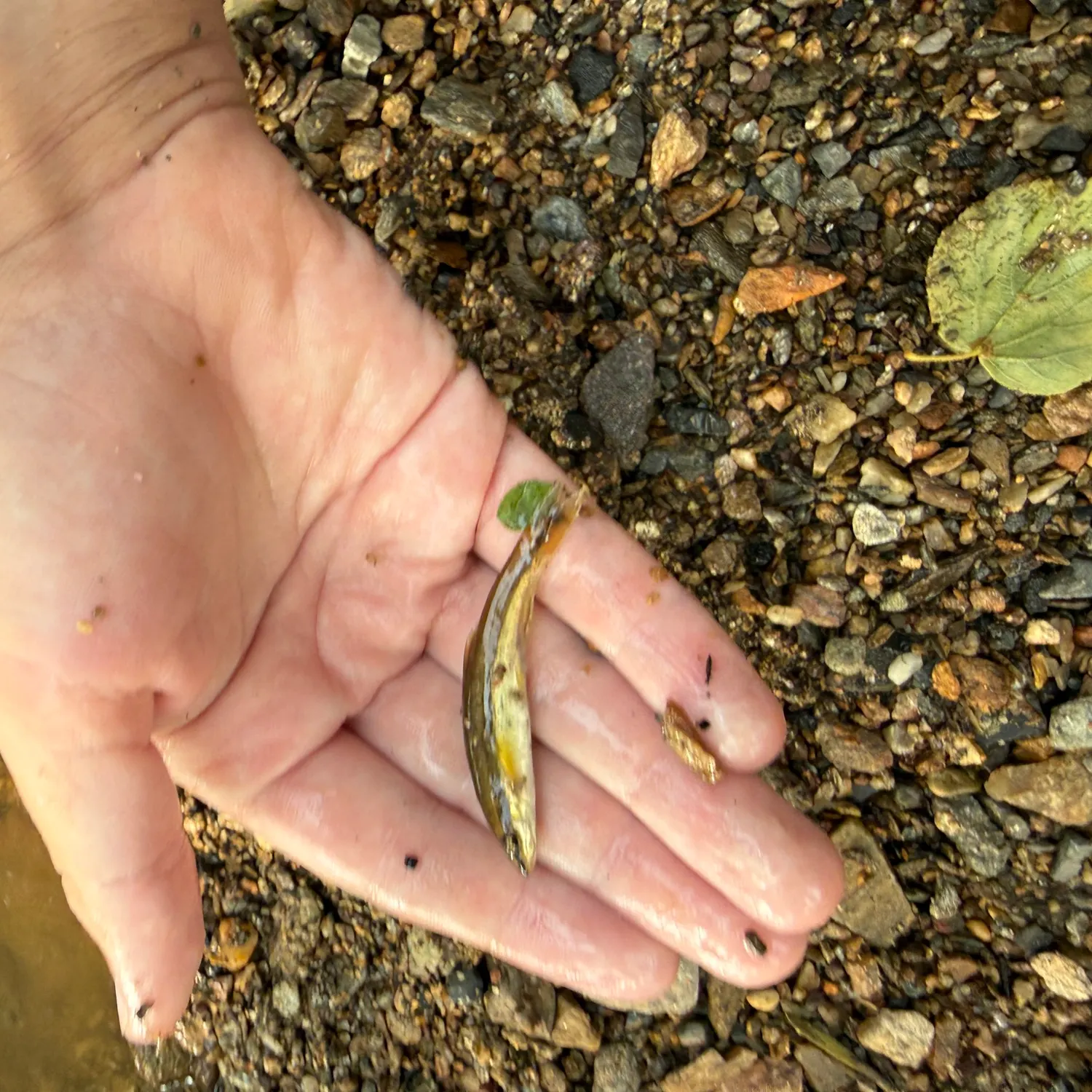 The most recent Eastern blacknose dace catches on Fishbrain