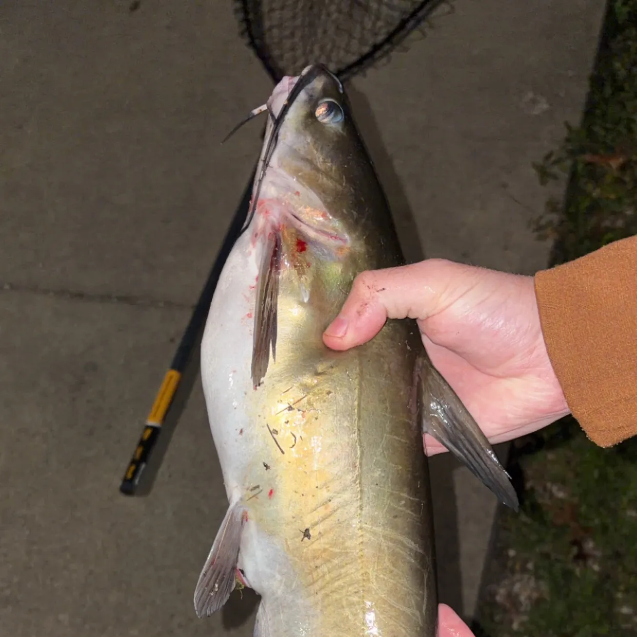 Channel catfish caught on Fishbrain