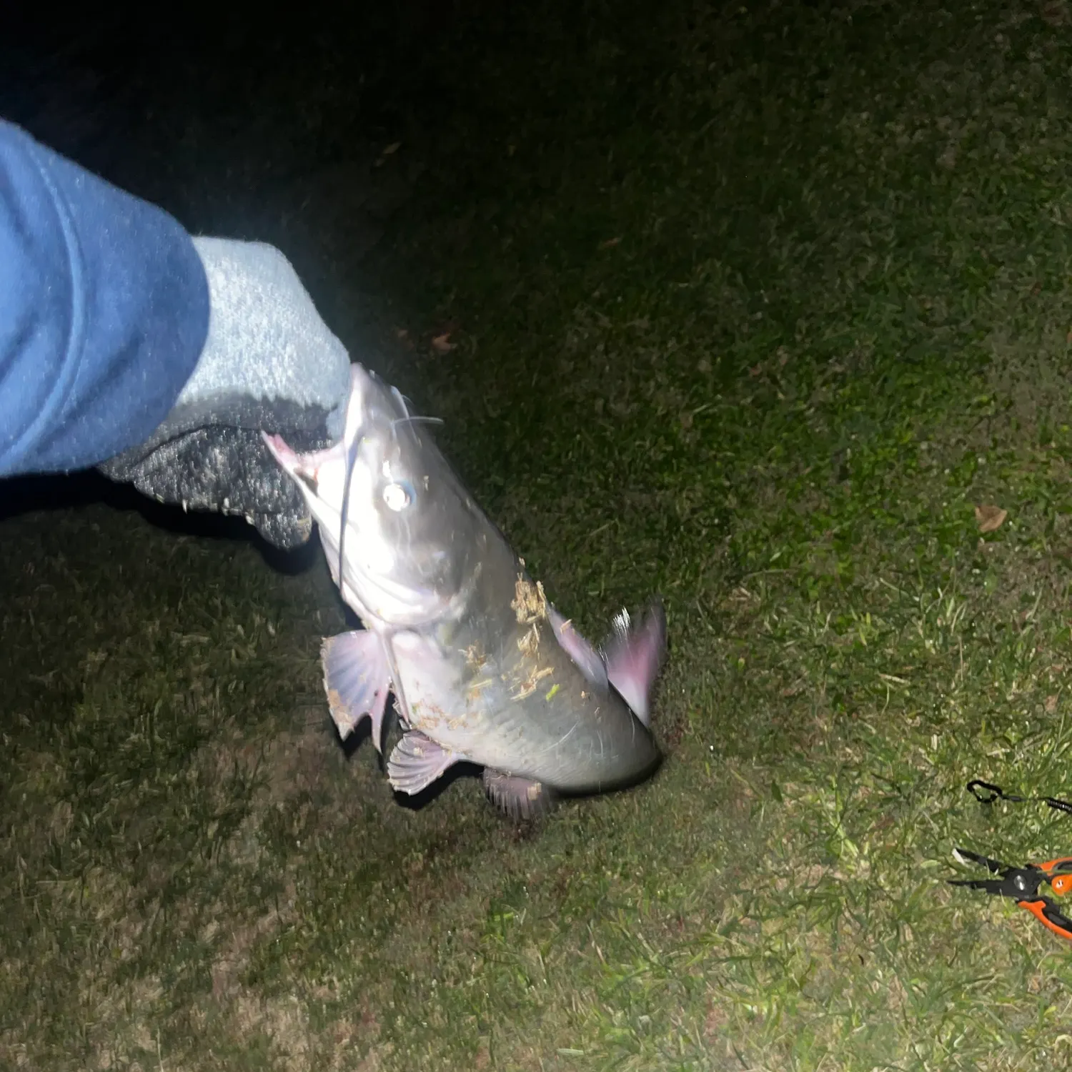 Channel catfish caught on Fishbrain