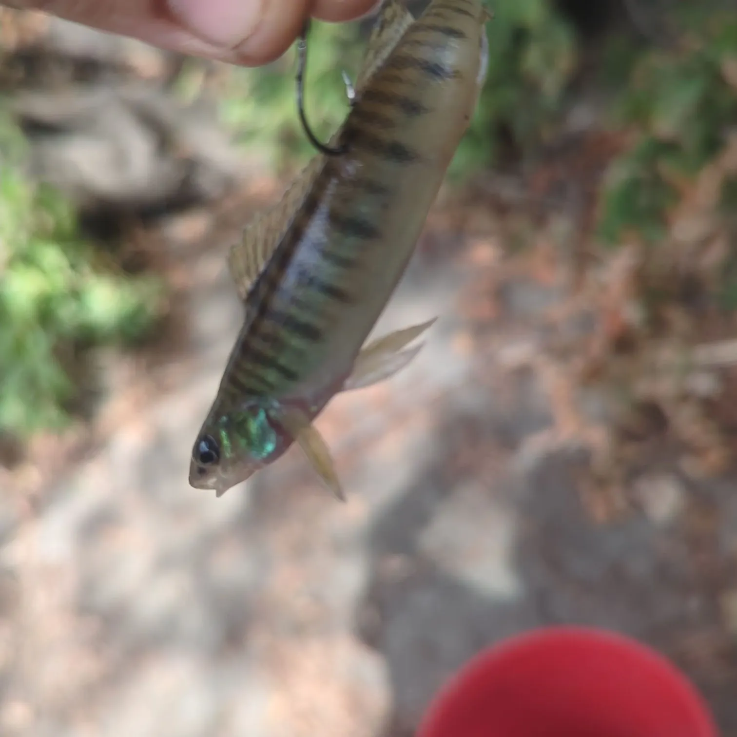 Common logperch caught on Fishbrain