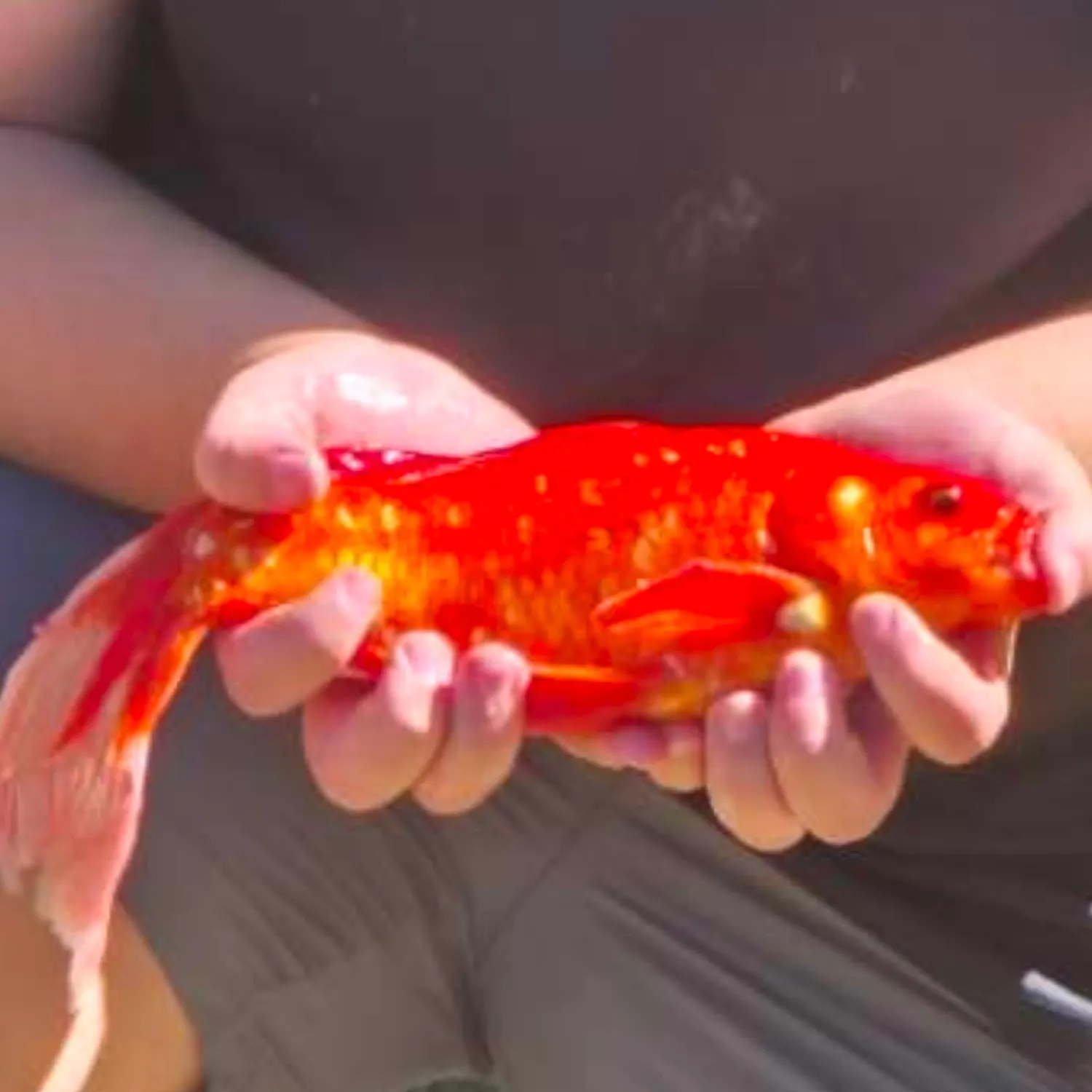 The most recent Goldfish catches on Fishbrain