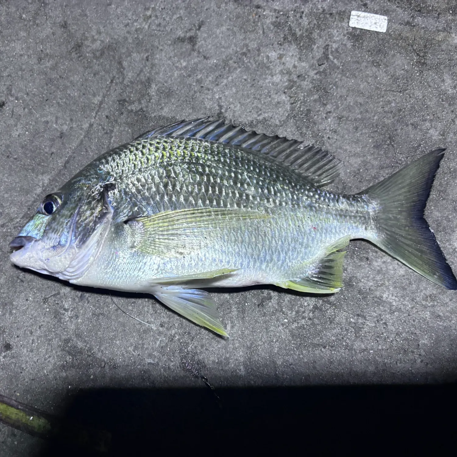 The most recent Surf bream catches on Fishbrain