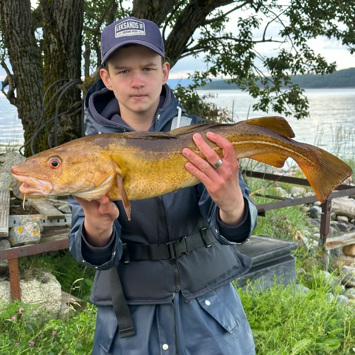 Atlantic cod caught on Fishbrain