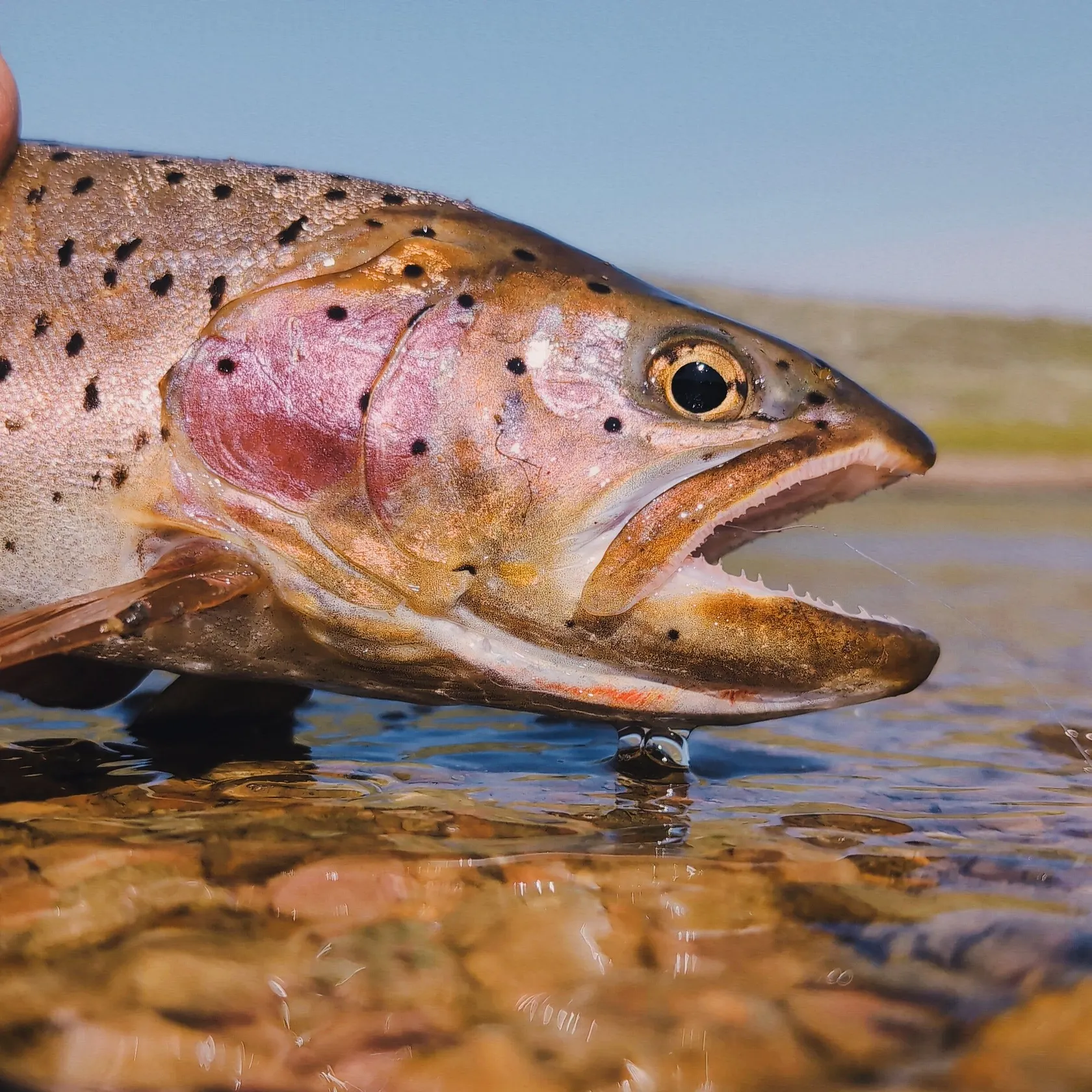 The most recent Bear Lake cutthroat trout catches on Fishbrain