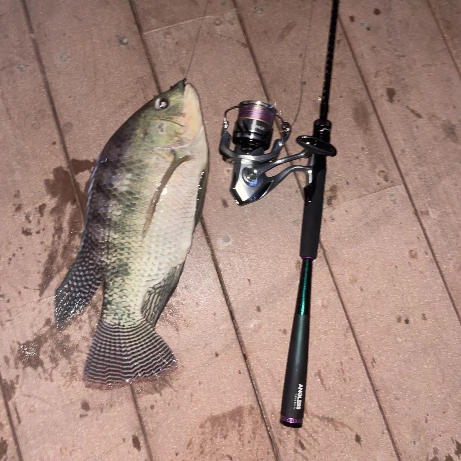 recently logged catches