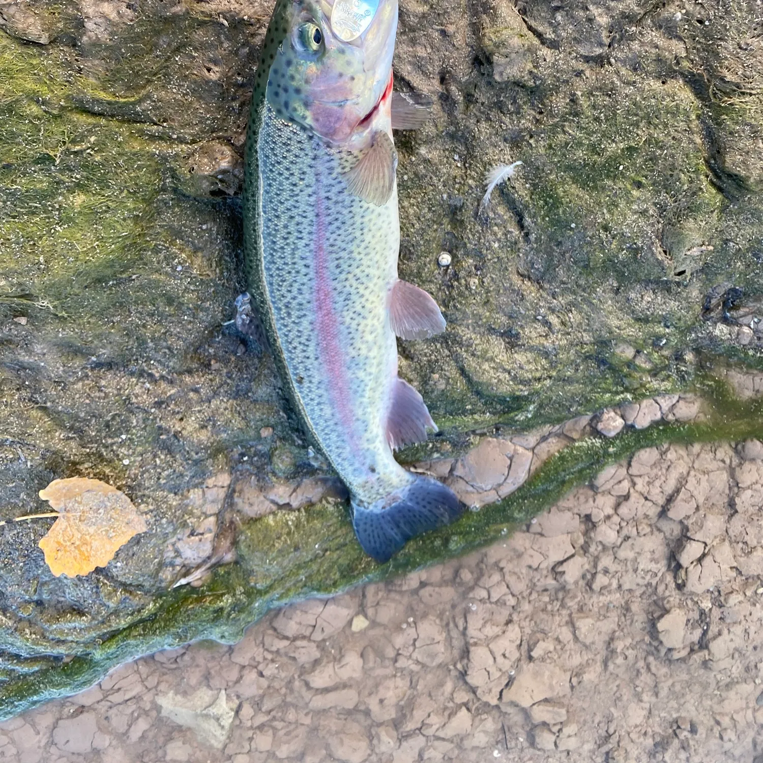 Rainbow trout caught on Fishbrain