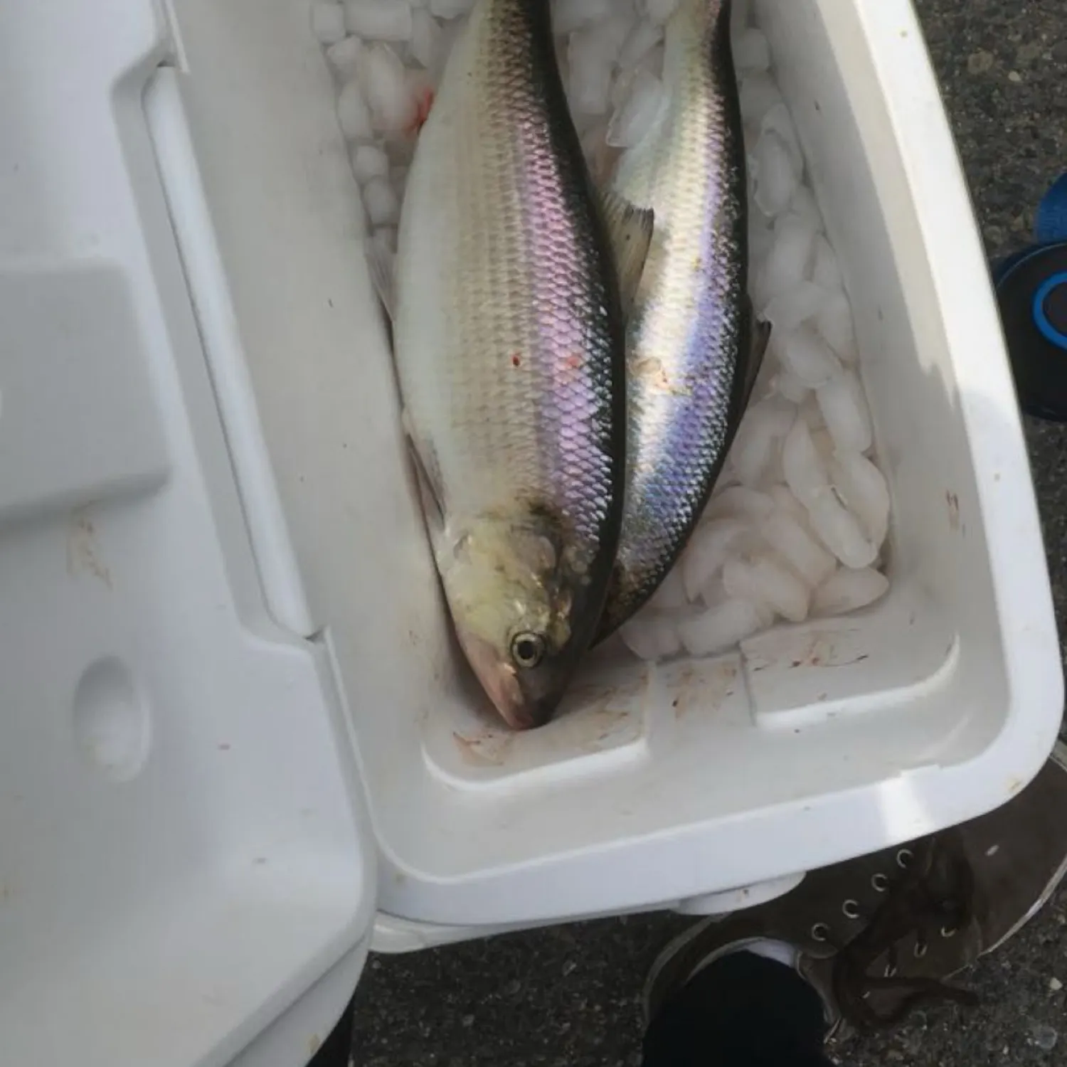 angler catch