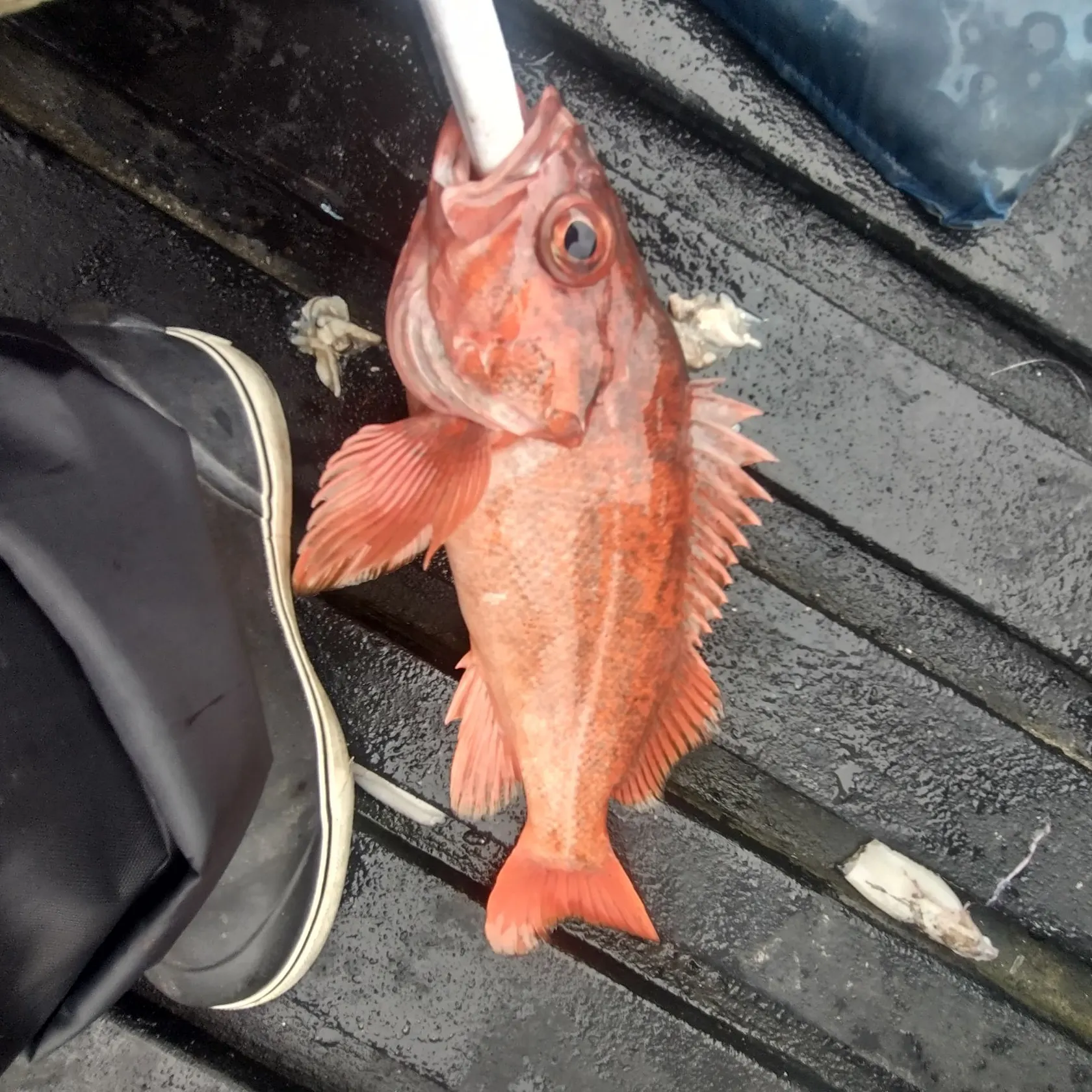 most liked catch image