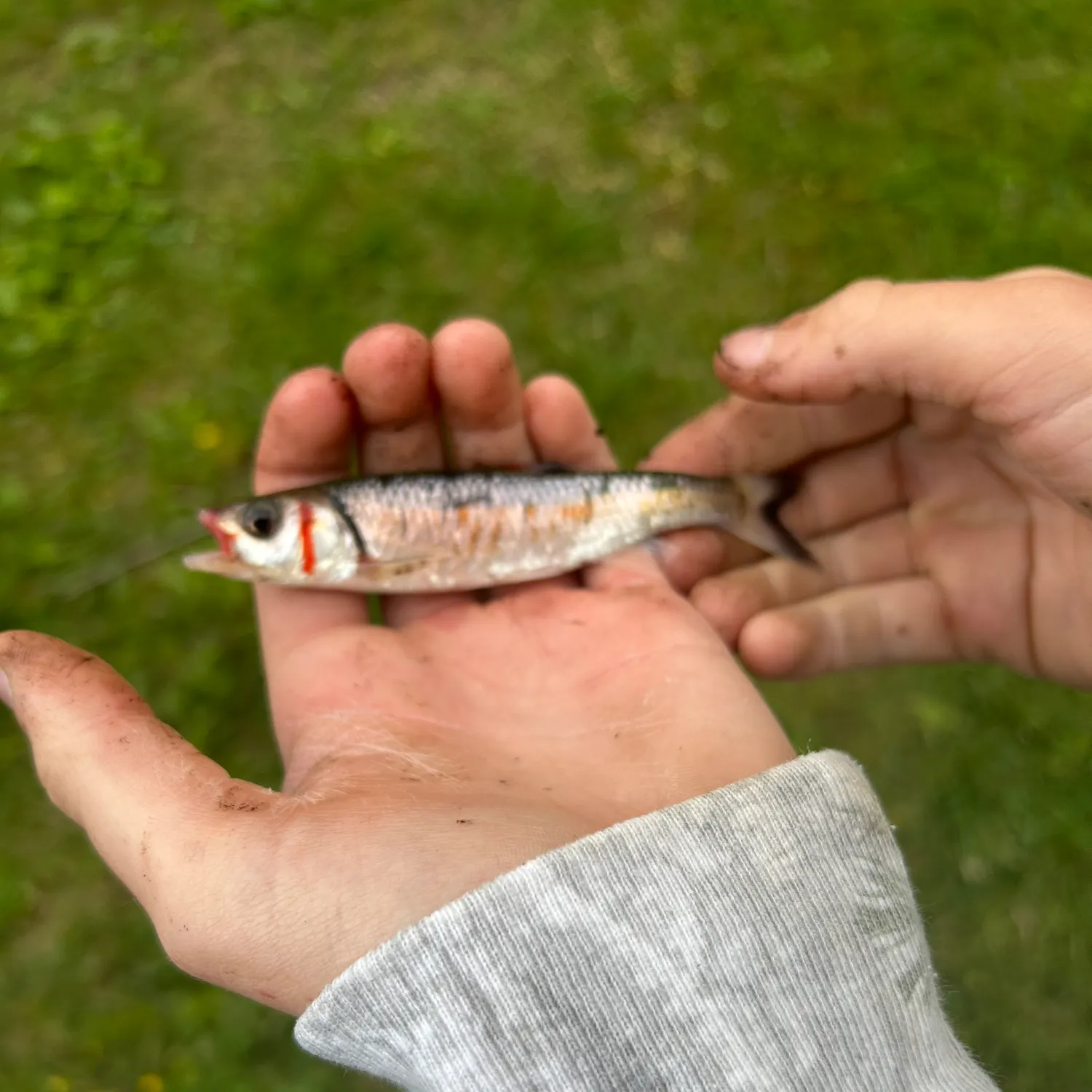The most recent Warpaint shiner catches on Fishbrain