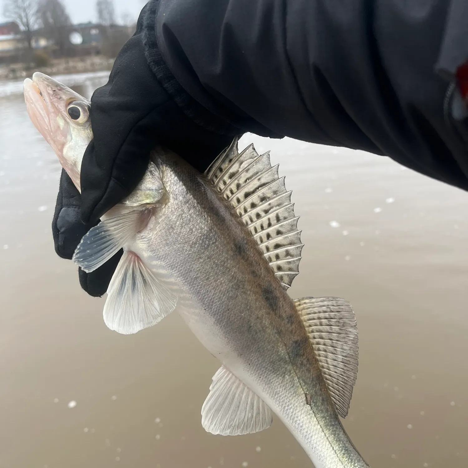 The most recent Zander catches on Fishbrain