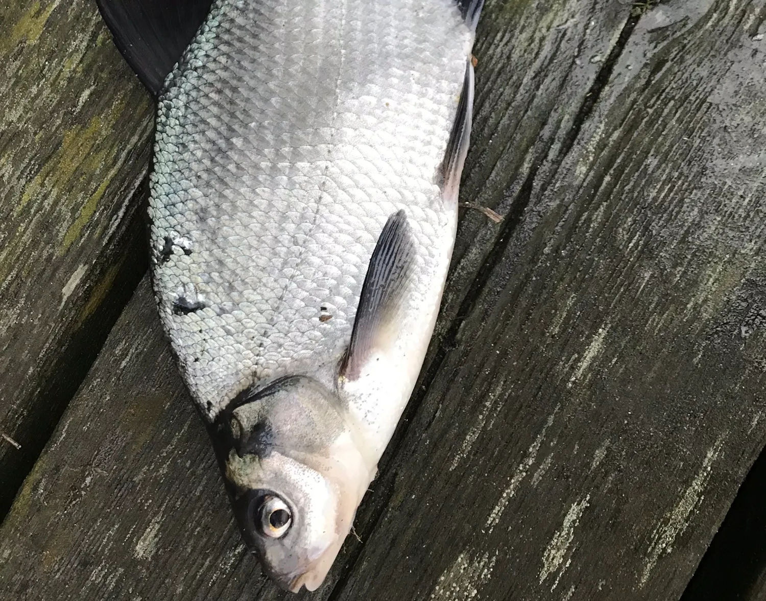 White bream