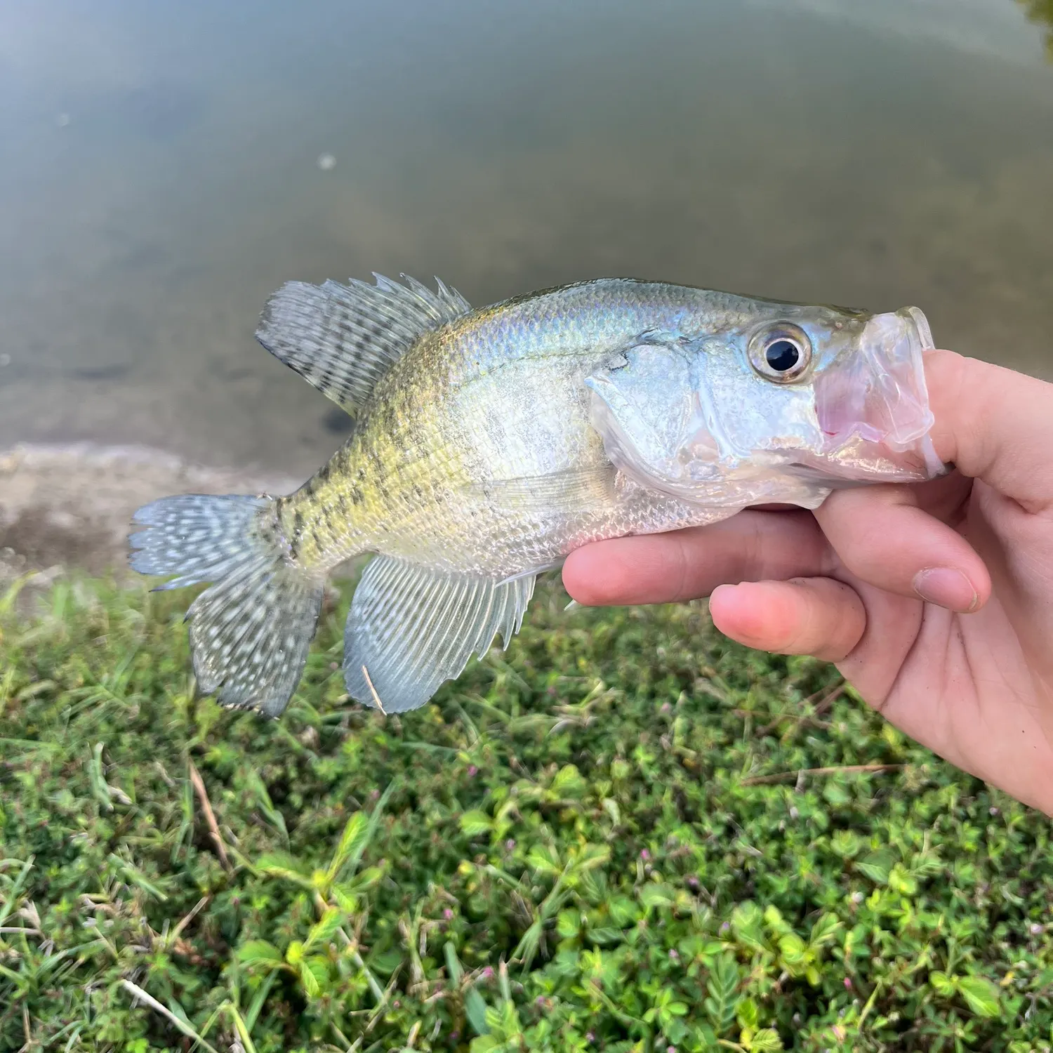 White crappie caught on Fishbrain