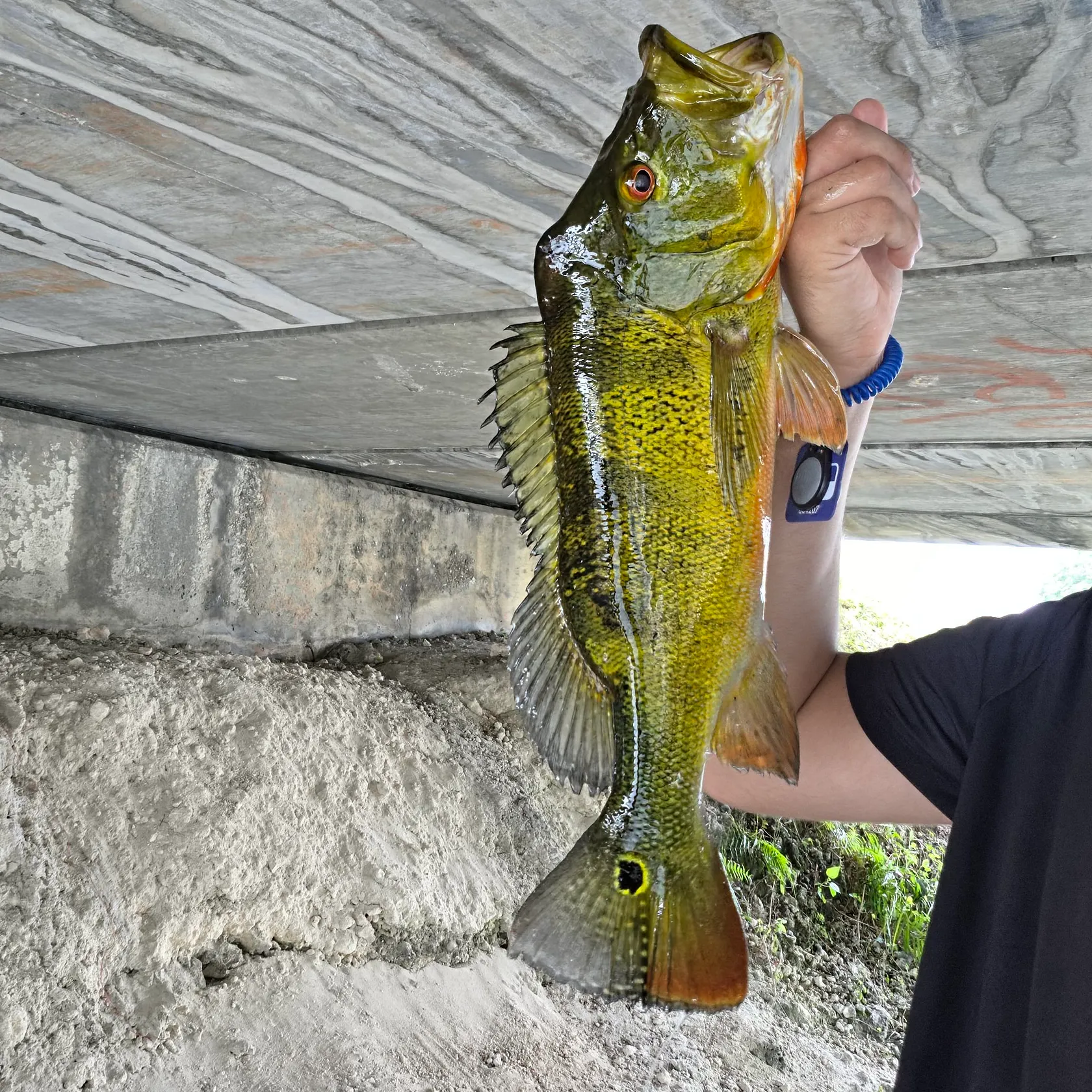 Speckled peacock bass caught on Fishbrain