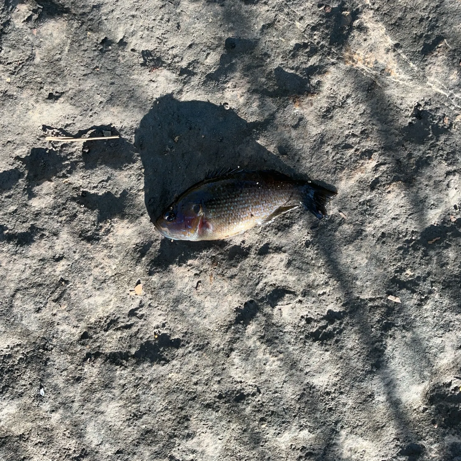 Green sunfish caught on Fishbrain