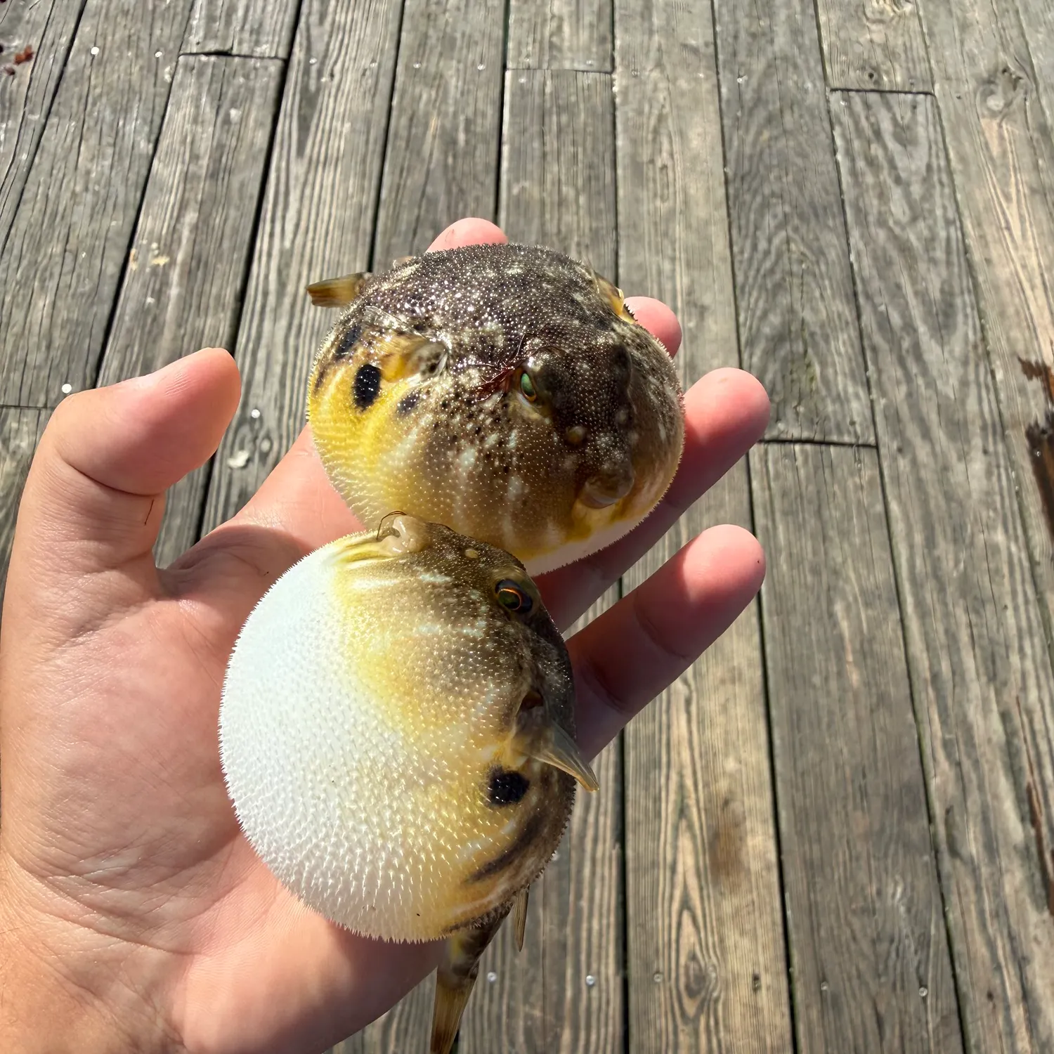 Northern puffer caught on Fishbrain