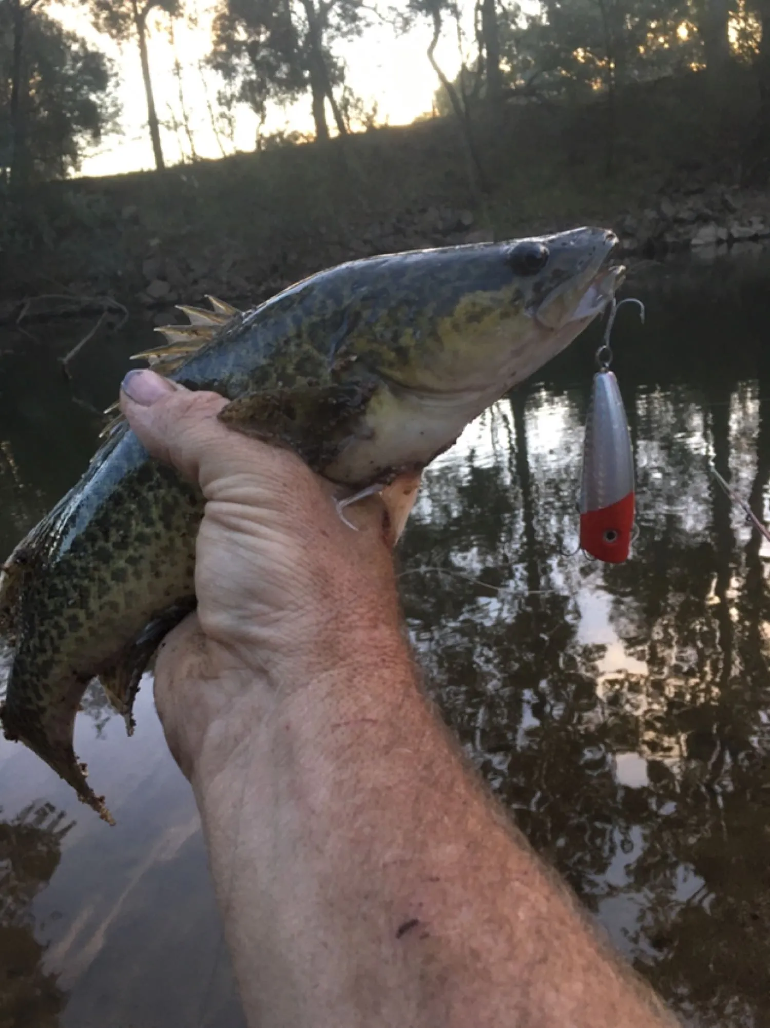 Post image from Dennism1