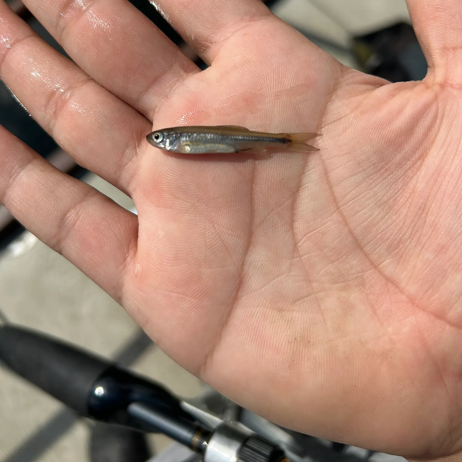 The most recent Spottail shiner catches on Fishbrain