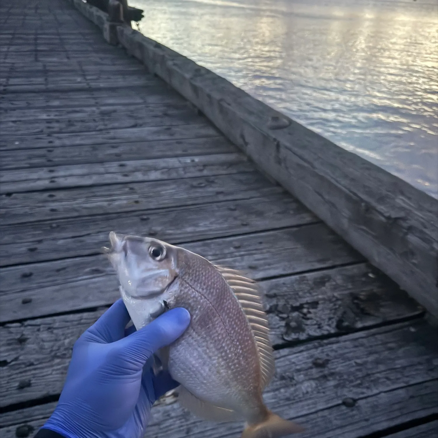 Scup caught on Fishbrain