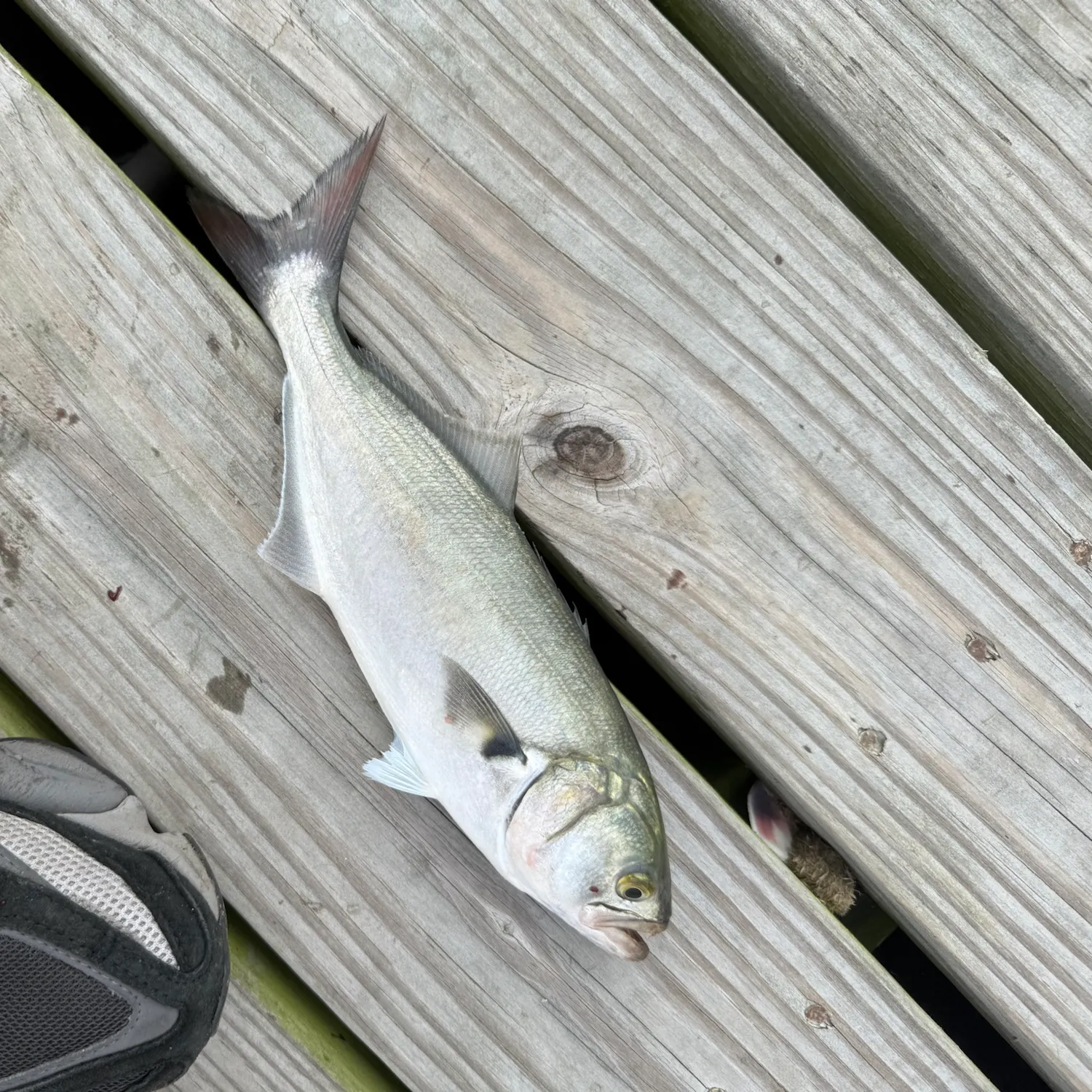 Bluefish caught on Fishbrain