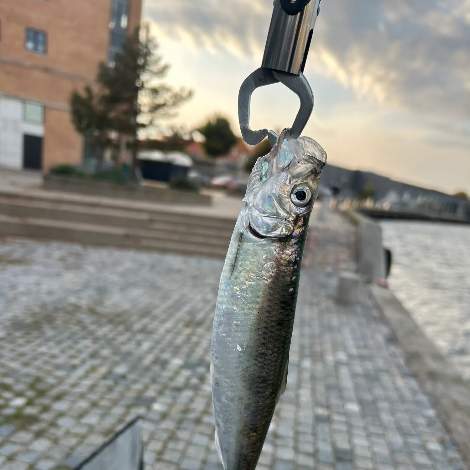 Atlantic herring caught on Fishbrain