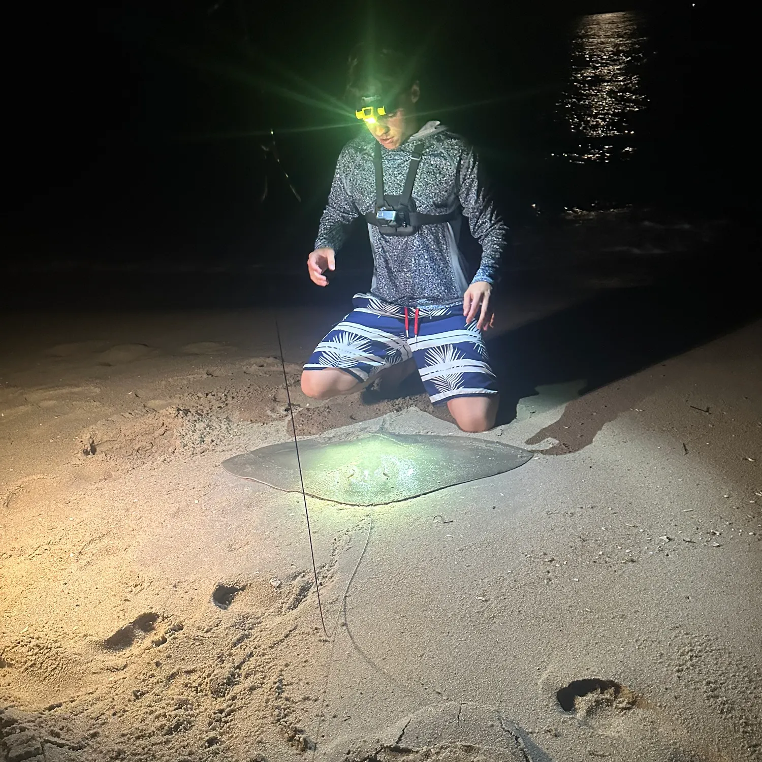 The most recent Smooth butterfly ray catches on Fishbrain