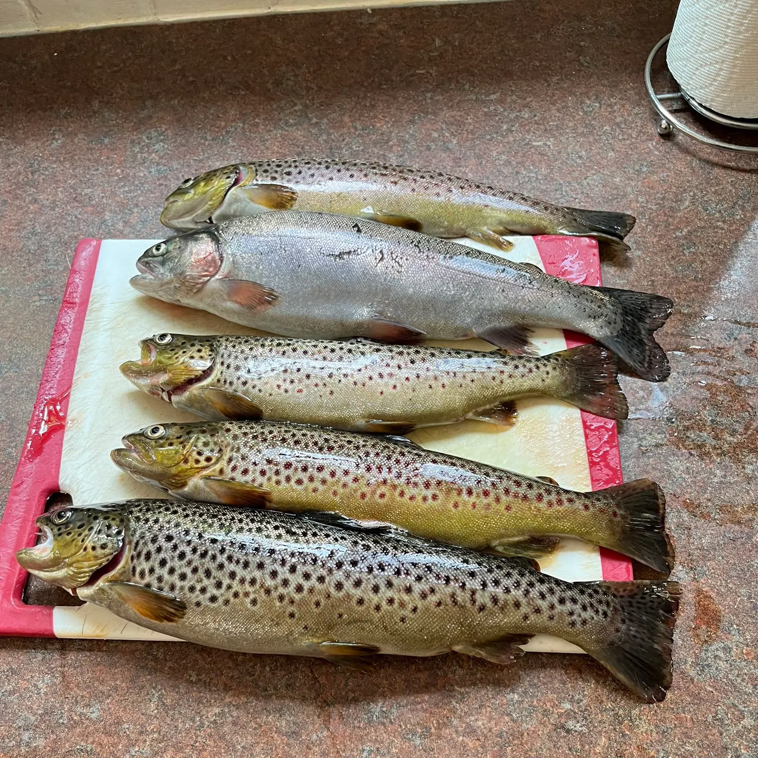 recently logged catches