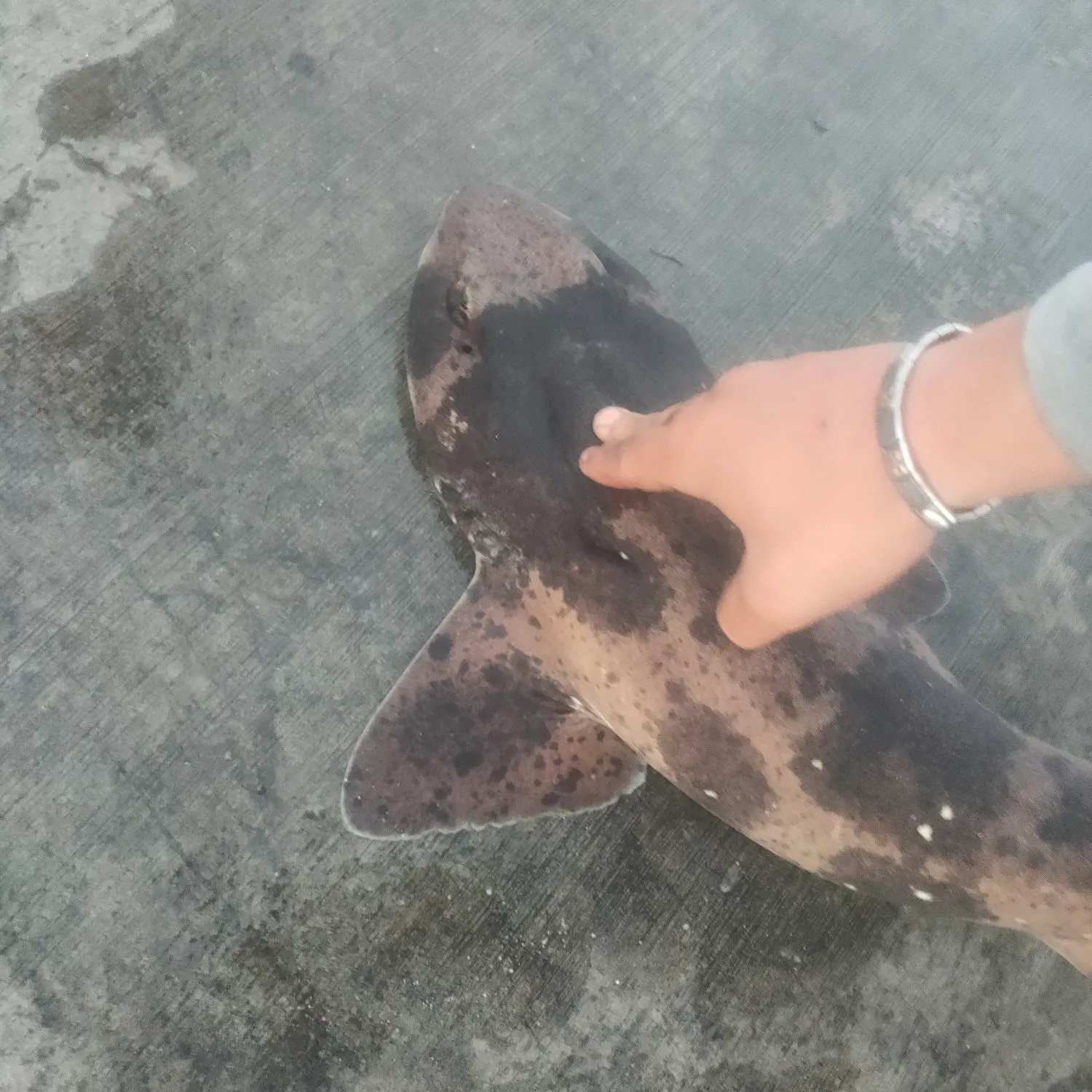 The most recent Draughtsboard shark catches on Fishbrain
