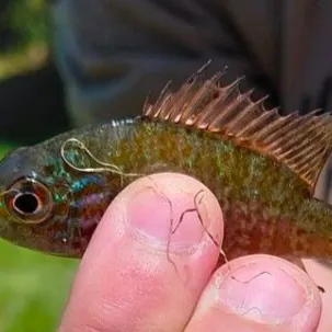 The most recent Pumpkinseed catches on Fishbrain