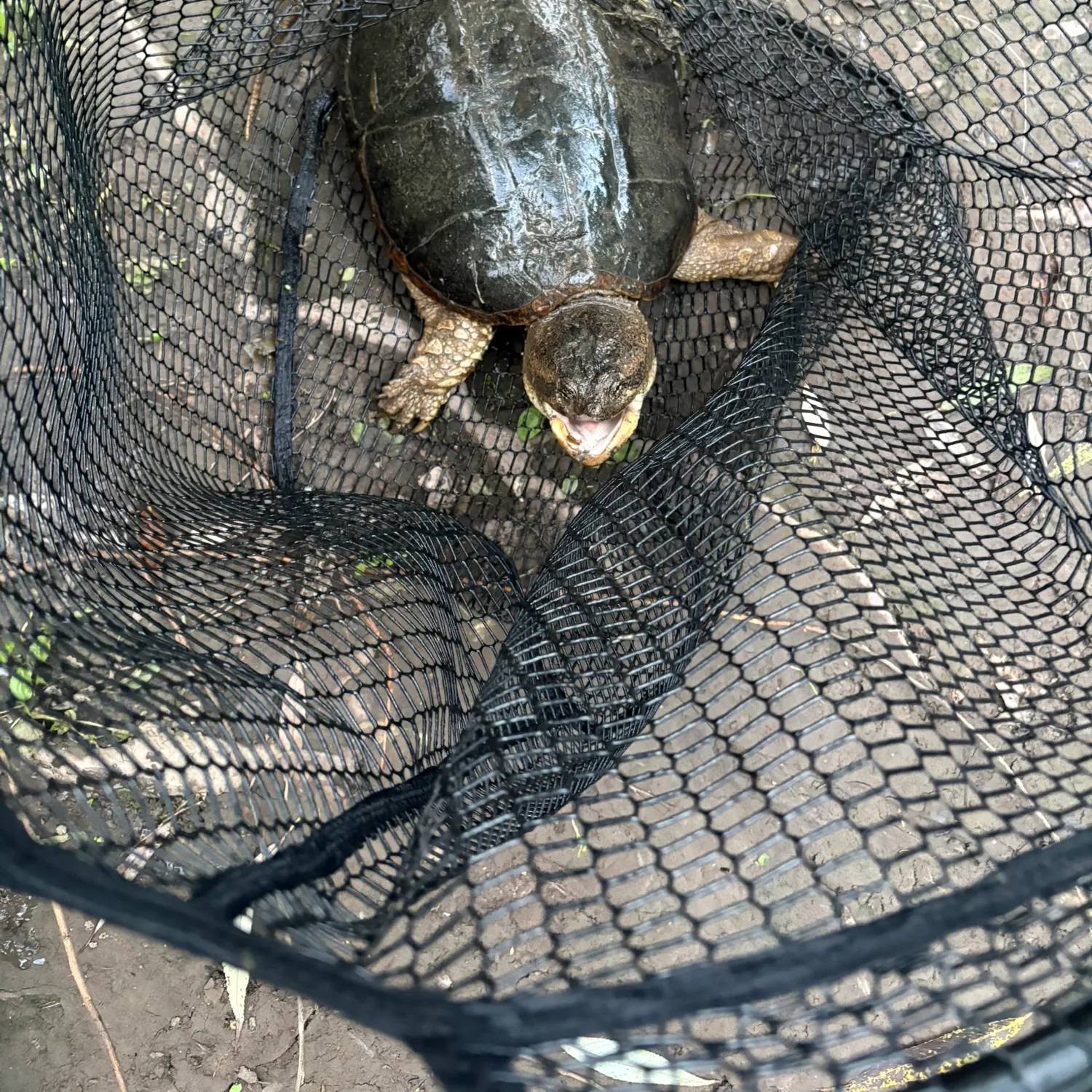 Common snapping turtle caught on Fishbrain