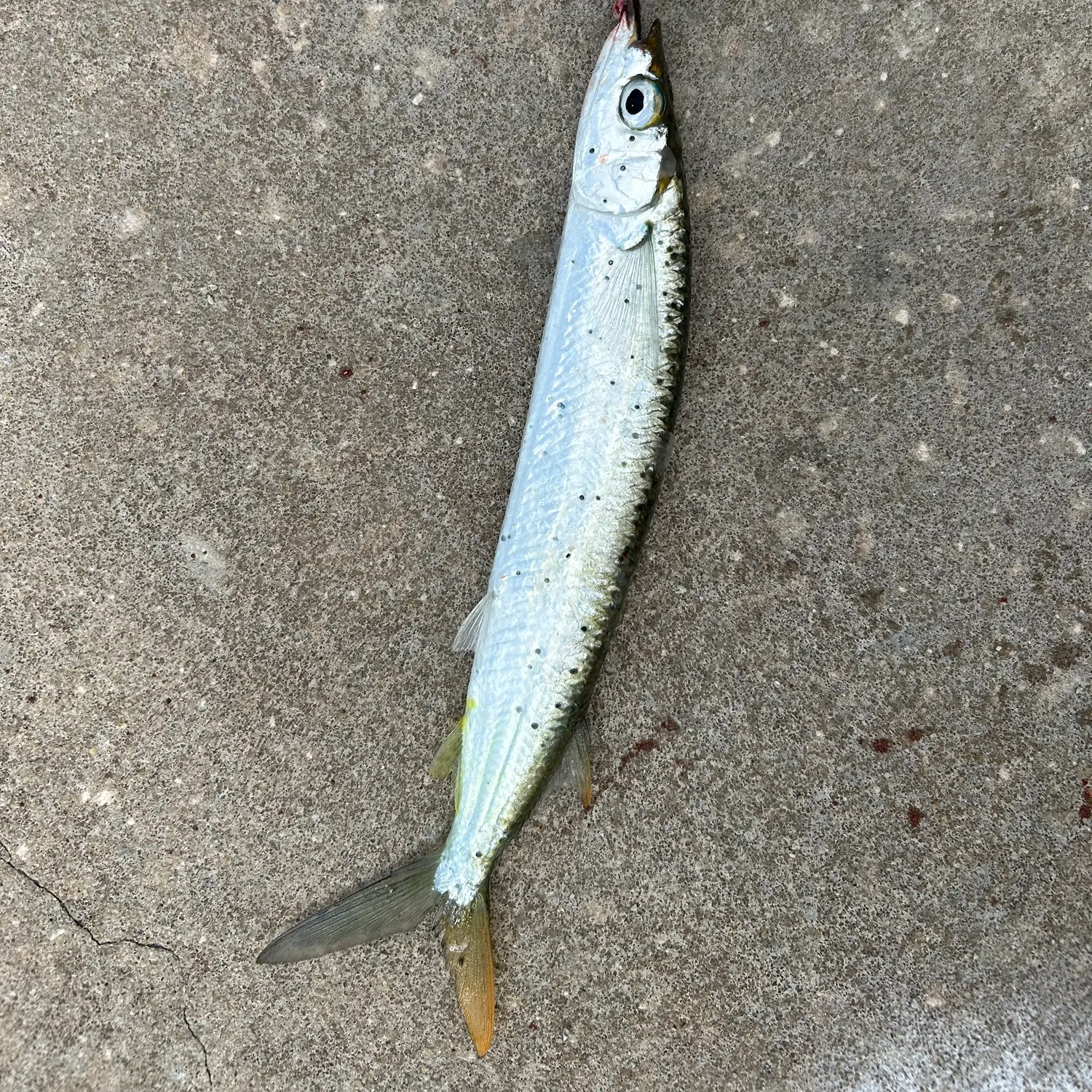 The most recent Ballyhoo halfbeak catches on Fishbrain