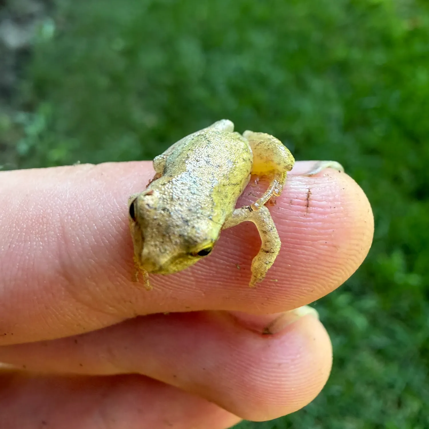 The most recent Pig frog catches on Fishbrain