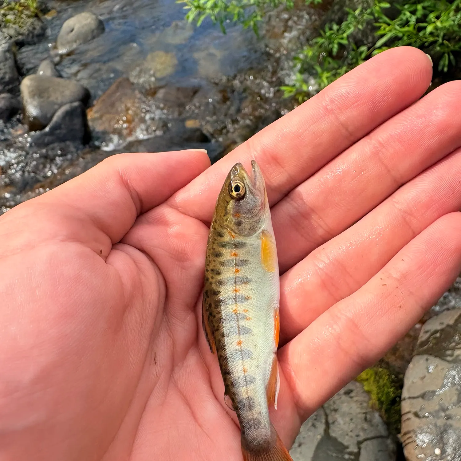 The most recent Cherry salmon catches on Fishbrain