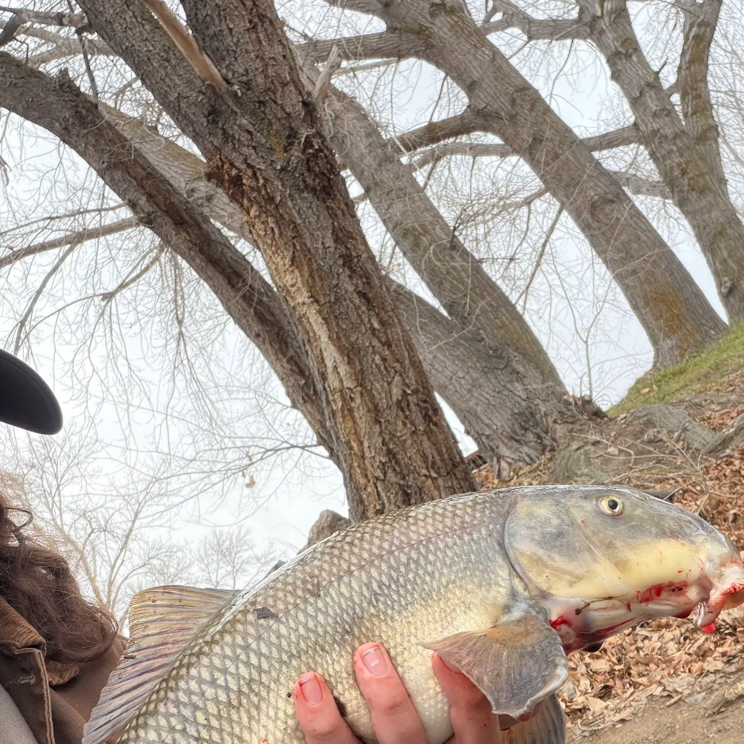 The most recent White sucker catches on Fishbrain