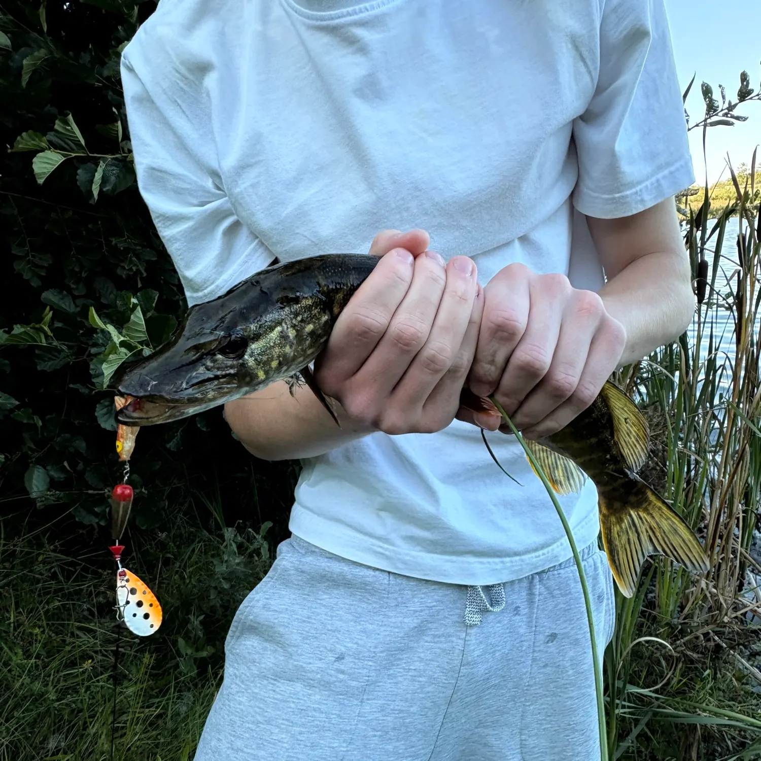 Northern pike caught on Fishbrain