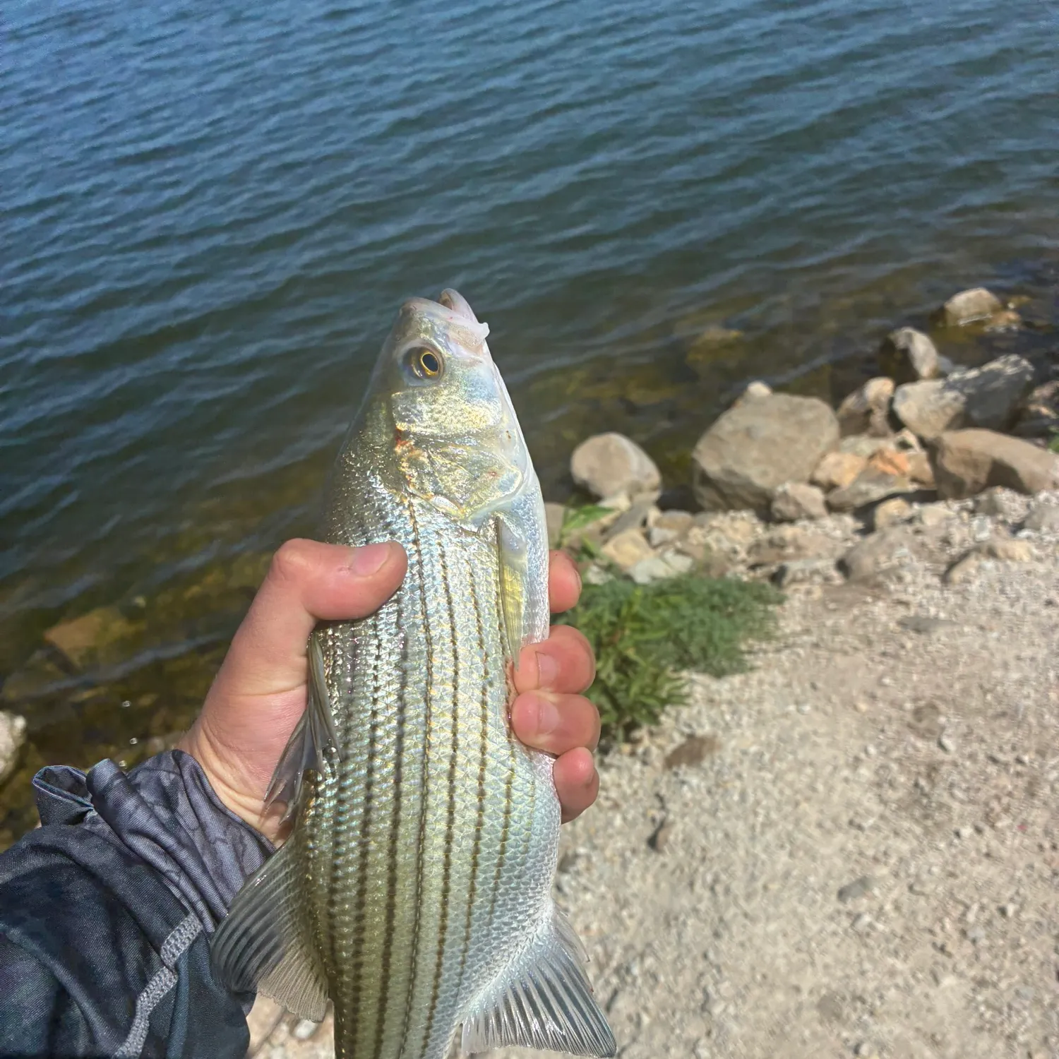 Striped bass caught on Fishbrain